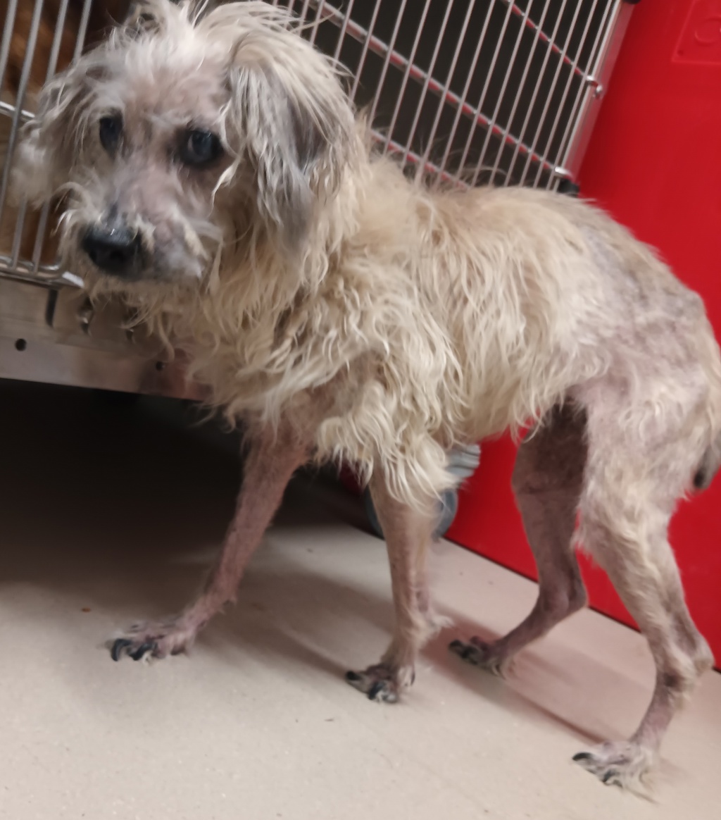 Shelter Stray Female Dog last seen El Paso Street, La Mesa, CA, 91942, El Cajon, CA 92020, USA