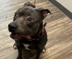 Shelter Stray Female Dog last seen Near S 38th Street, San Diego, CA, 92113, 5500 Gaines St, San Diego, CA 92110, USA