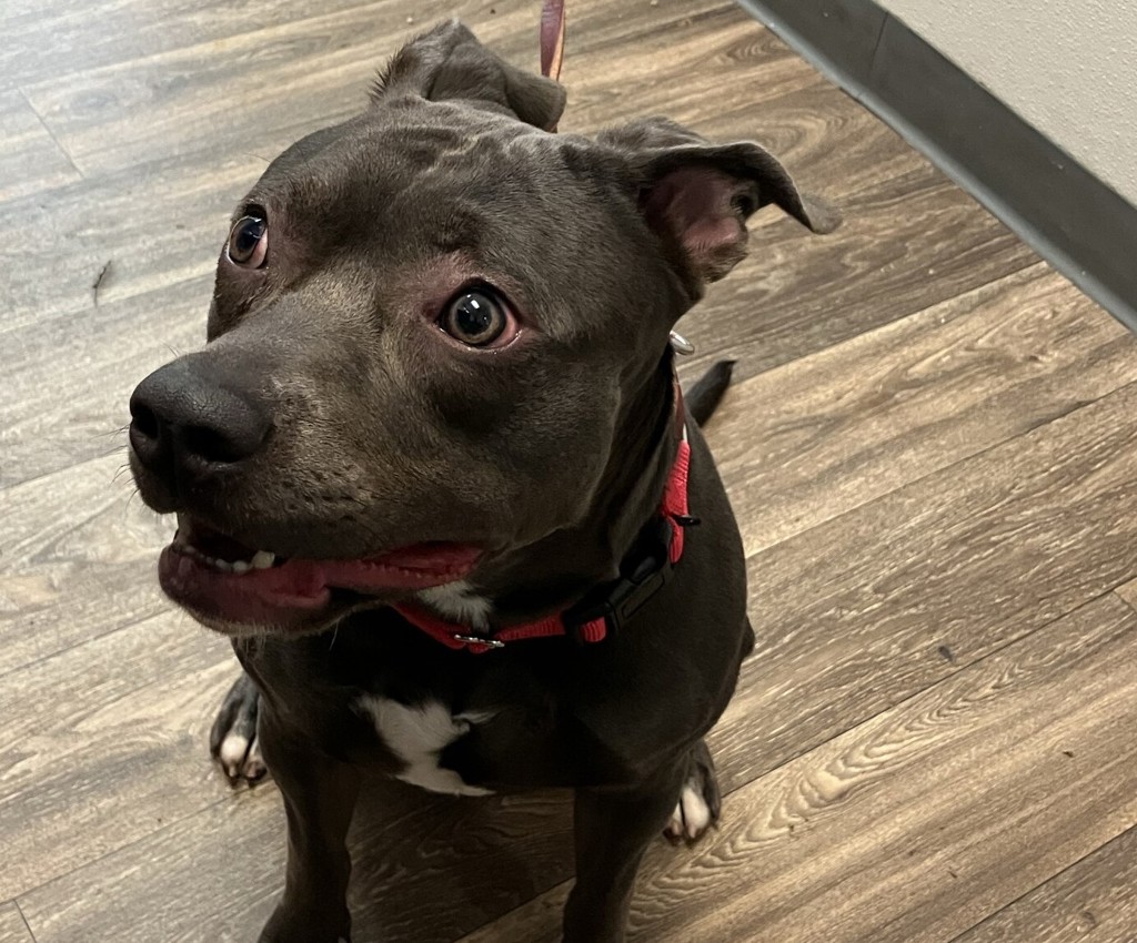 Shelter Stray Female Dog last seen Near S 38th Street, San Diego, CA, 92113, 5500 Gaines St, San Diego, CA 92110, USA