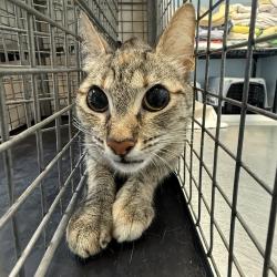 Shelter Stray Female Cat last seen Near 36th Street, San Diego, CA, 92113, 5500 Gaines St, San Diego, CA 92110, USA