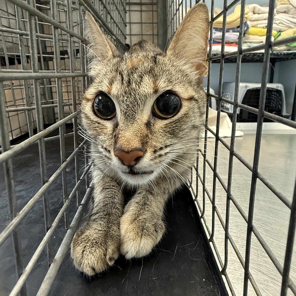 Shelter Stray Female Cat last seen Near 36th Street, San Diego, CA, 92113, 5500 Gaines St, San Diego, CA 92110, USA