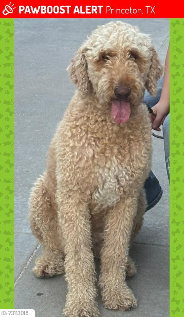 Lost Female Dog last seen McKinney avenue and 8th St, Princeton, TX 75407