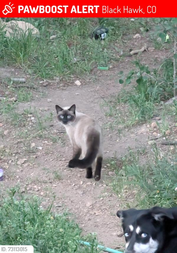 Lost Male Cat last seen Near Rangeview Dr, Black Hawk, CO 80422