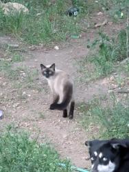 Lost Male Cat last seen Near Rangeview Dr, Black Hawk, CO 80422