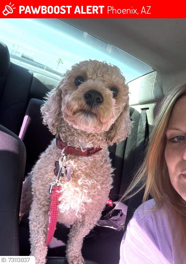 Lost Male Dog last seen Down Roeser Rd, Phoenix, AZ 85040