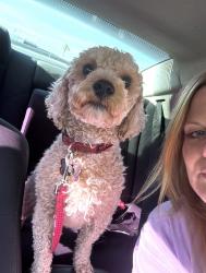 Lost Male Dog last seen Down Roeser Rd, Phoenix, AZ 85040