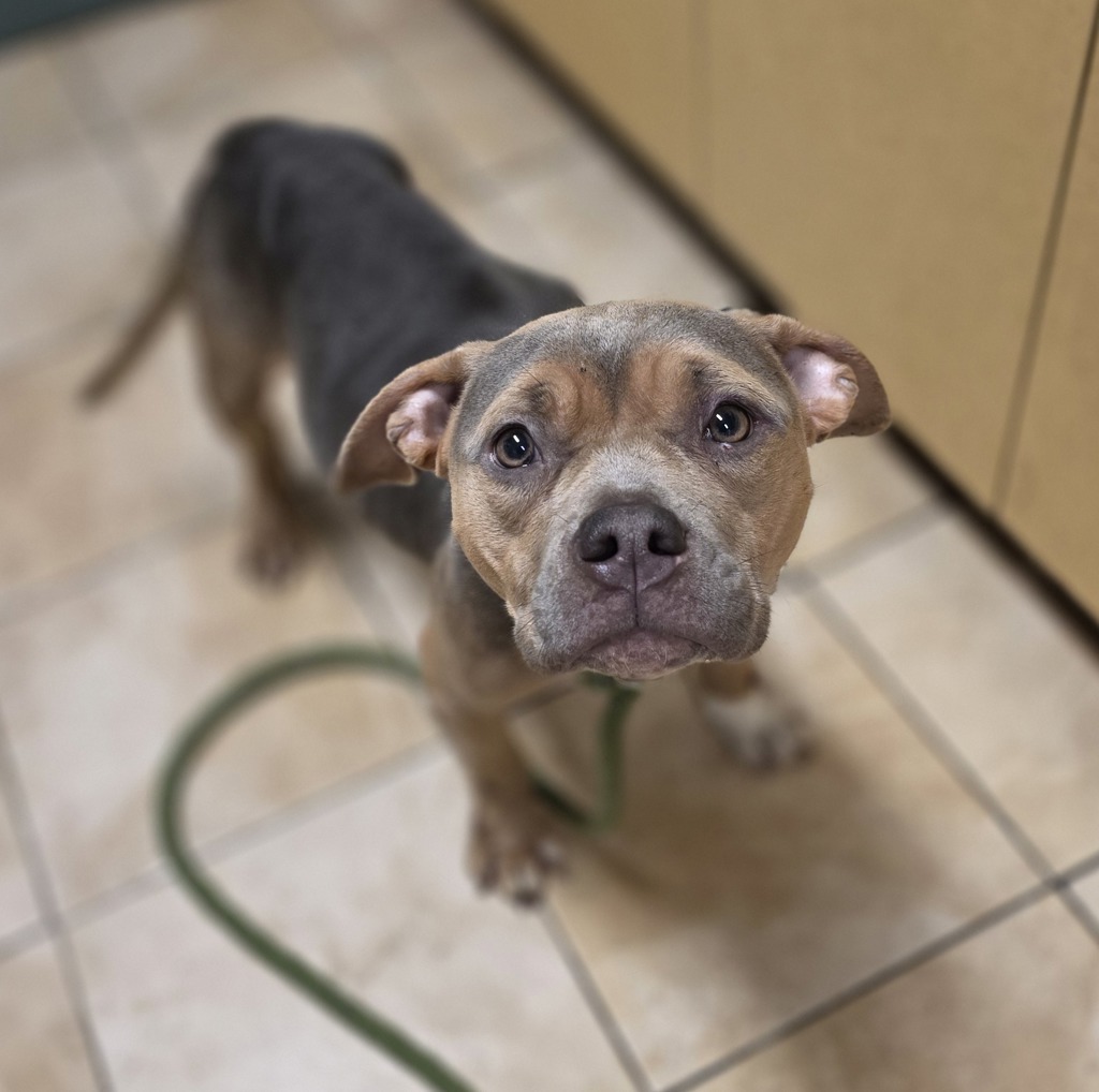 Shelter Stray Female Dog last seen N Colonial, OR, 1700 W Historic Columbia River Hwy, Troutdale, OR 97060, USA