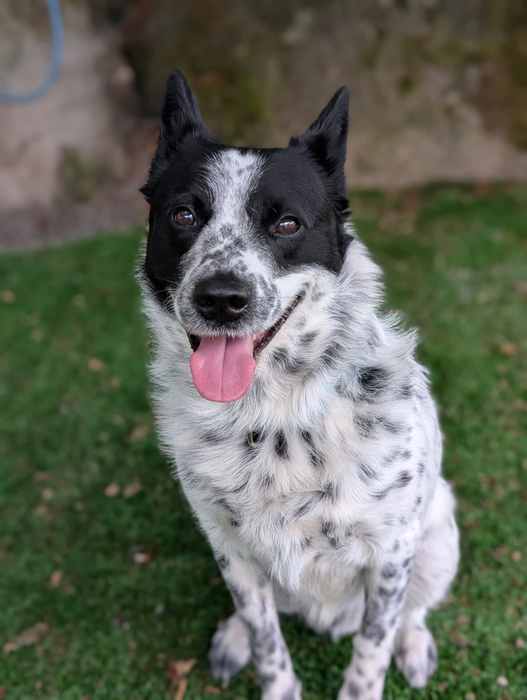 Shelter Stray Male Dog last seen GRESHAM, OR, 97030, 1700 W Historic Columbia River Hwy, Troutdale, OR 97060, USA