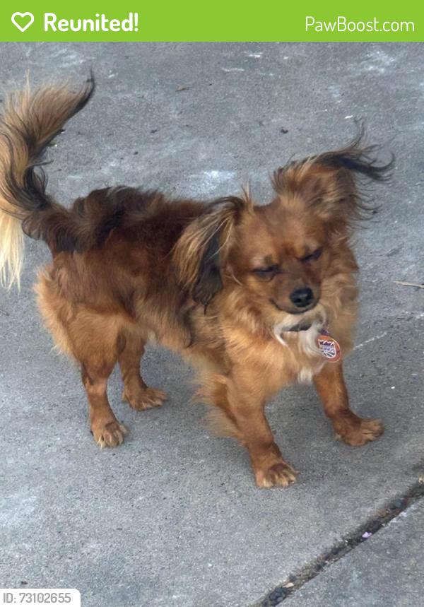 Reunited Male Dog last seen Atlas Ave and Franklin blvd 95820 Sacramento, Sacramento, CA 95820