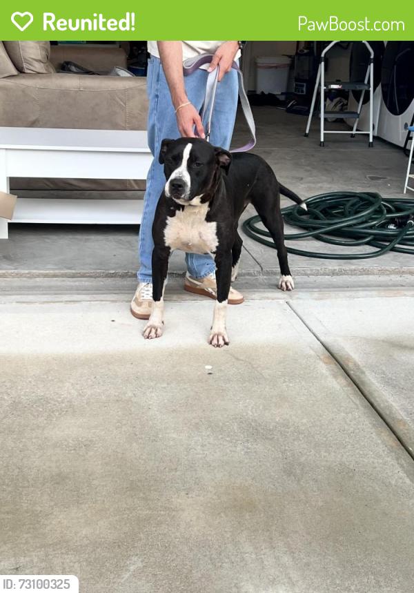 Reunited Male Dog last seen Auburn Woods Dr, Auburn, GA 30011