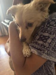 Reunited Female Dog last seen Garey and Holt, Pomona, CA 91767