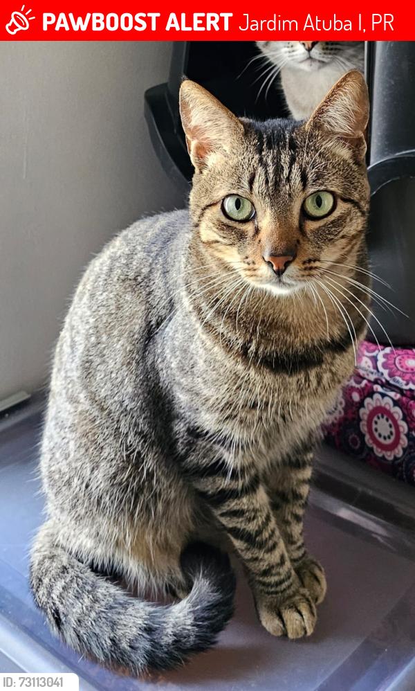 Lost Male Cat last seen Rua nova esperança Pinhais, Jardim Atuba I, PR 