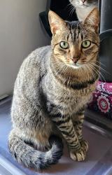 Lost Male Cat last seen Rua nova esperança Pinhais, Jardim Atuba I, PR 