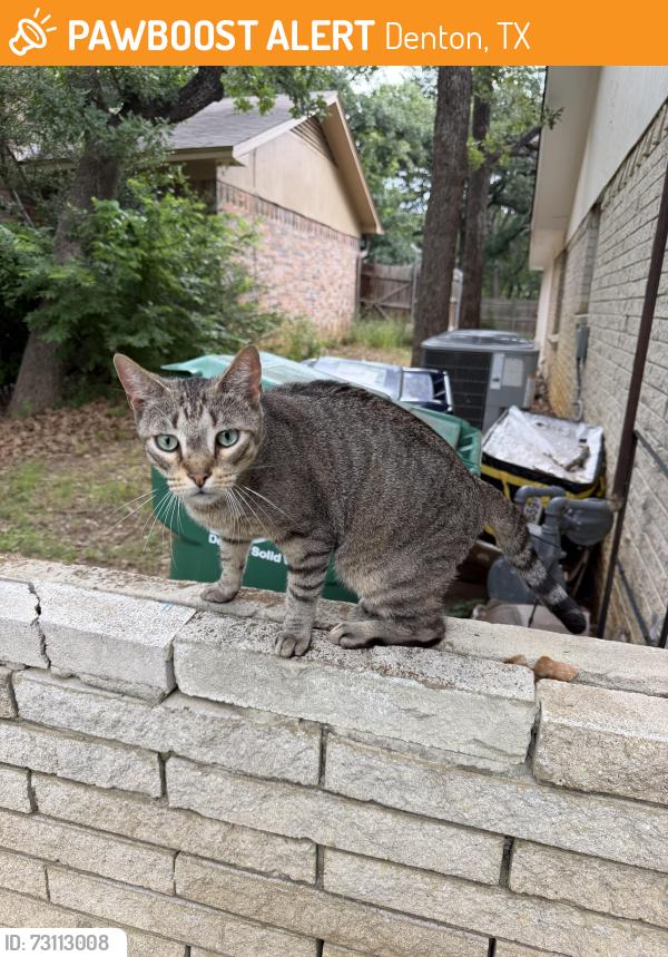 Found/Stray Male Cat last seen Jacqueline Drive behind Mr Frostys, Denton, TX 76205