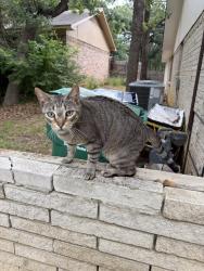 Found/Stray Male Cat last seen Jacqueline Drive behind Mr Frostys, Denton, TX 76205