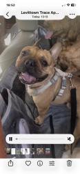 Reunited Male Dog last seen Pulaski Strret, Philadelphia, PA 19144