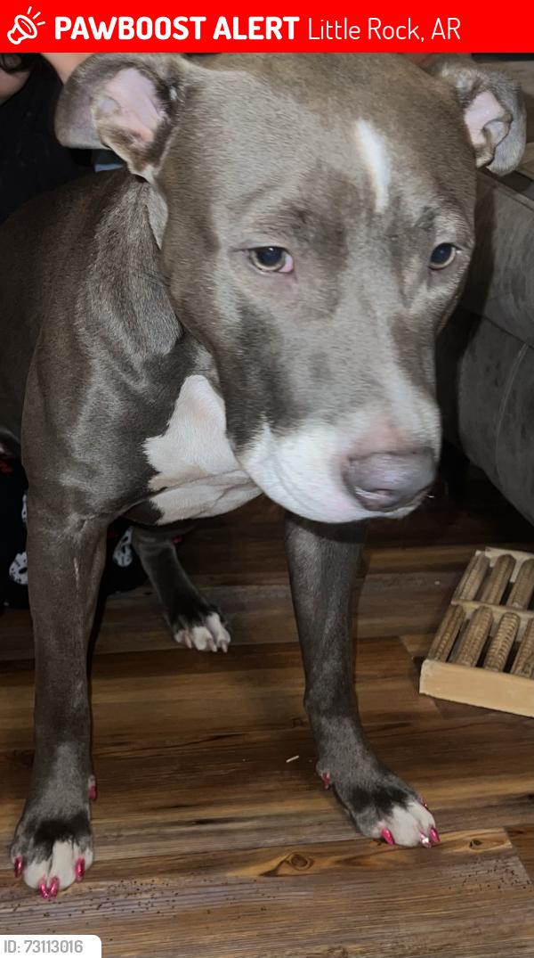 Lost Female Dog last seen Walker Stewart 72204, Little Rock, AR 72204
