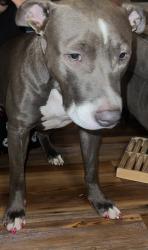 Lost Female Dog last seen Walker Stewart 72204, Little Rock, AR 72204