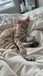 Reunited Male Cat last seen 127th Ln and 127th Cir, Blaine, MN 55449