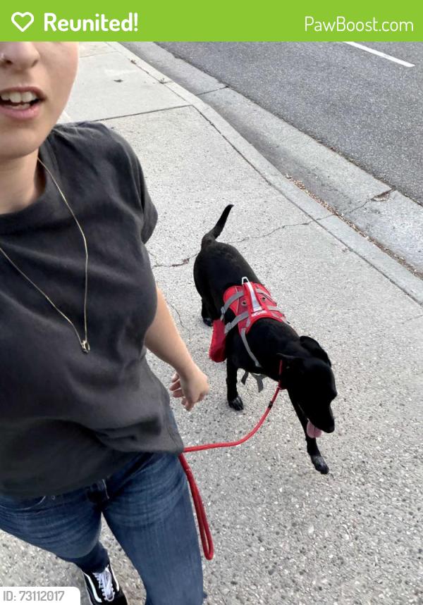 Reunited Female Dog last seen Winnetka and Sherman Way, Los Angeles, CA 91306