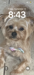 Lost Female Dog last seen Walmart on Wilson, Humble, TX 77396