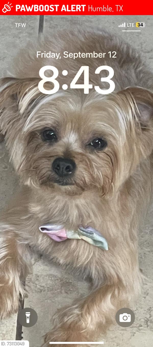 Lost Female Dog last seen Walmart on Wilson, Humble, TX 77396
