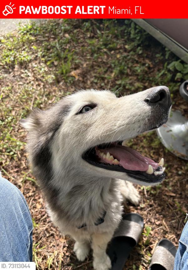Lost Female Dog last seen 32av y 58 calle nw, Miami, FL 33142