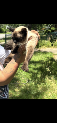 Reunited Female Cat last seen West blvd, Cleveland, OH 44102