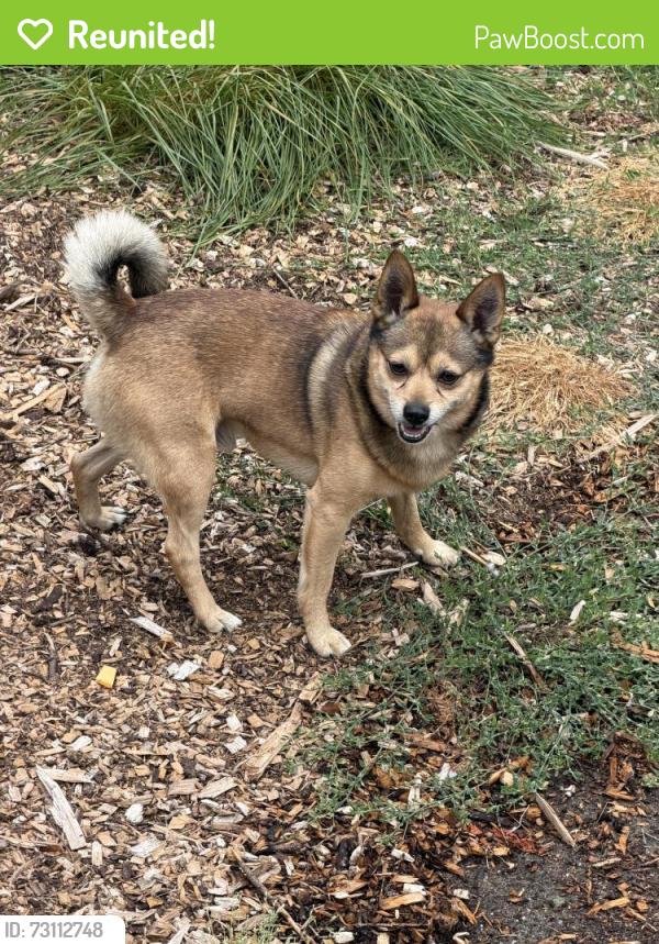 Reunited Male Dog last seen 35th and South Ave S, Tacoma, WA 98418