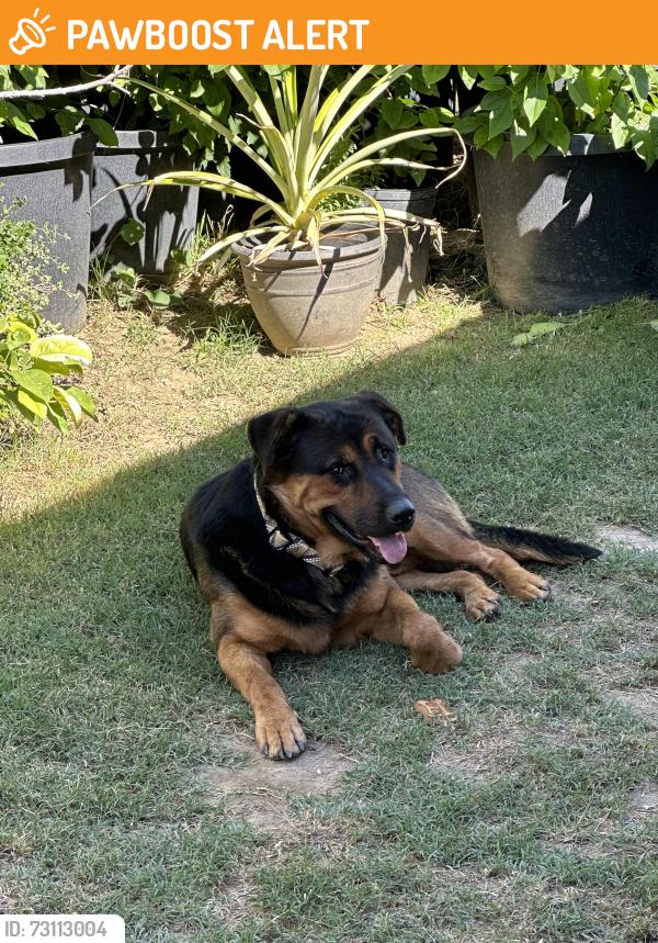Found/Stray Male Dog last seen Las Lomitas Dr. and Vallecito Dr, Hacienda Heights, CA 91745