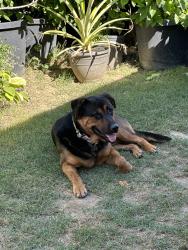 Found/Stray Male Dog last seen Las Lomitas Dr. and Vallecito Dr, Hacienda Heights, CA 91745