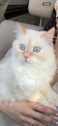Lost Female Cat last seen 151st & highland ave, Orland Park, IL 60462