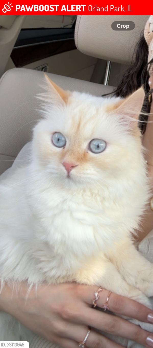 Lost Female Cat last seen 151st & highland ave, Orland Park, IL 60462