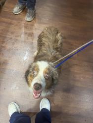 Found/Stray Female Dog last seen Found near old kroger and mcdonlads, Arlington, TN 38002