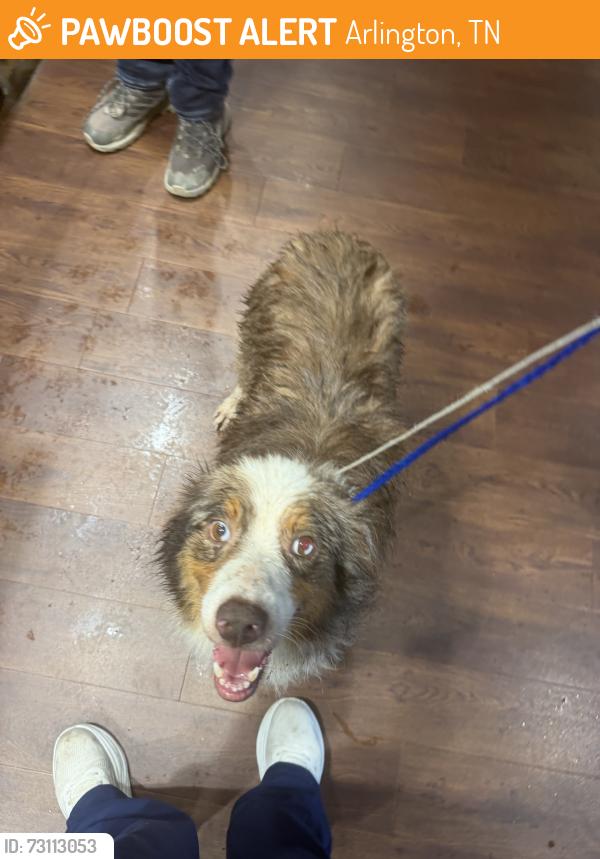 Found/Stray Female Dog last seen Found near old kroger and mcdonlads, Arlington, TN 38002