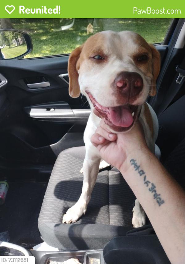 Reunited Male Dog last seen Running down Sherman onto Macklin, Indianapolis, IN 46237
