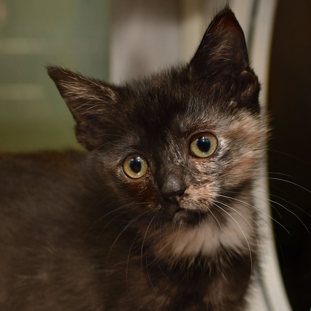Shelter Stray Female Cat last seen , 3173 K-68 Hwy, Ottawa, KS 66067, USA