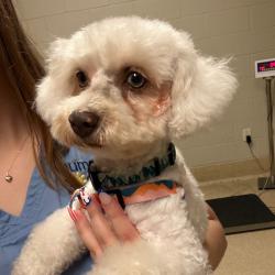Shelter Stray Female Dog last seen , 54687 Co Rd 19, Bristol, IN 46507, USA