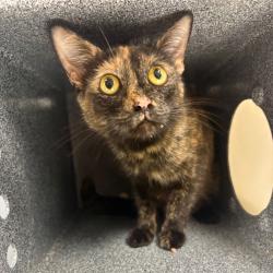 Shelter Stray Female Cat last seen , 328 Furman Hall Rd, Greenville, SC 29609, USA