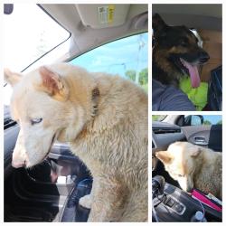 Reunited Unknown Dog last seen New Salem and Barfield, Murfreesboro, TN 37128