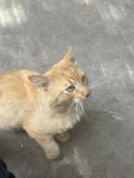 Lost Male Cat last seen In the brookwood forest neighborhood., Taylors, SC 29687