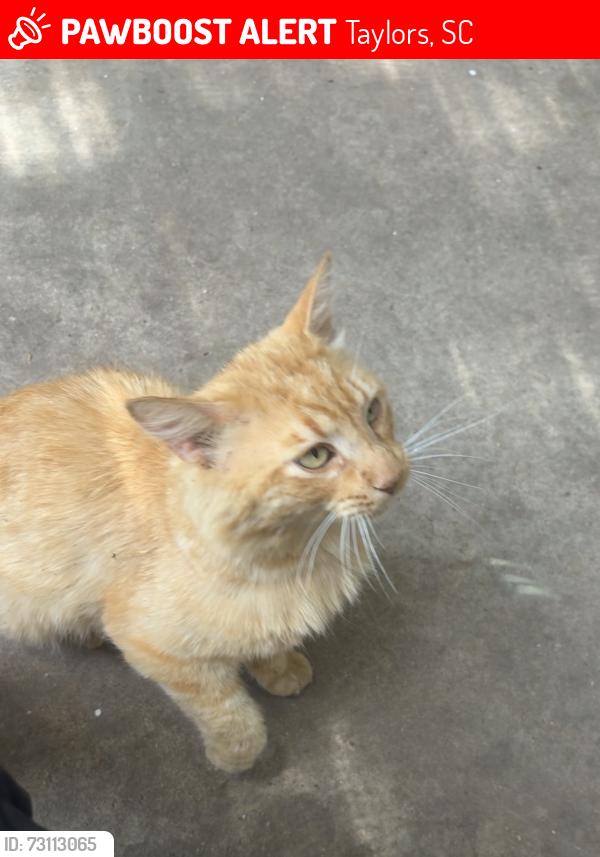Lost Male Cat last seen In the brookwood forest neighborhood., Taylors, SC 29687
