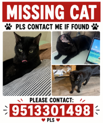 Reunited Male Cat last seen Williamette way and fork, Menifee, CA 92586