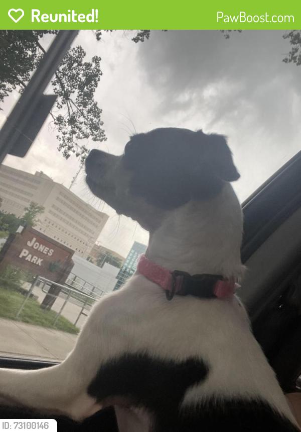 Reunited Female Dog last seen W Fourth st and S State St, Appleton, WI 54911