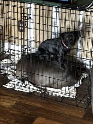 Reunited Male Dog last seen Kyndwood, New Braunfels, TX 78130