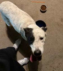 Reunited Female Dog last seen Montana and raynols, El Paso, TX 79903