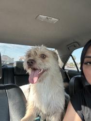 Reunited Male Dog last seen Near Cll Torres Orduno, Coachella, CA 92236, USA, Coachella, CA 92236
