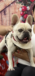 Lost Male Dog last seen Mesa Dr, Del Valle, TX 78617