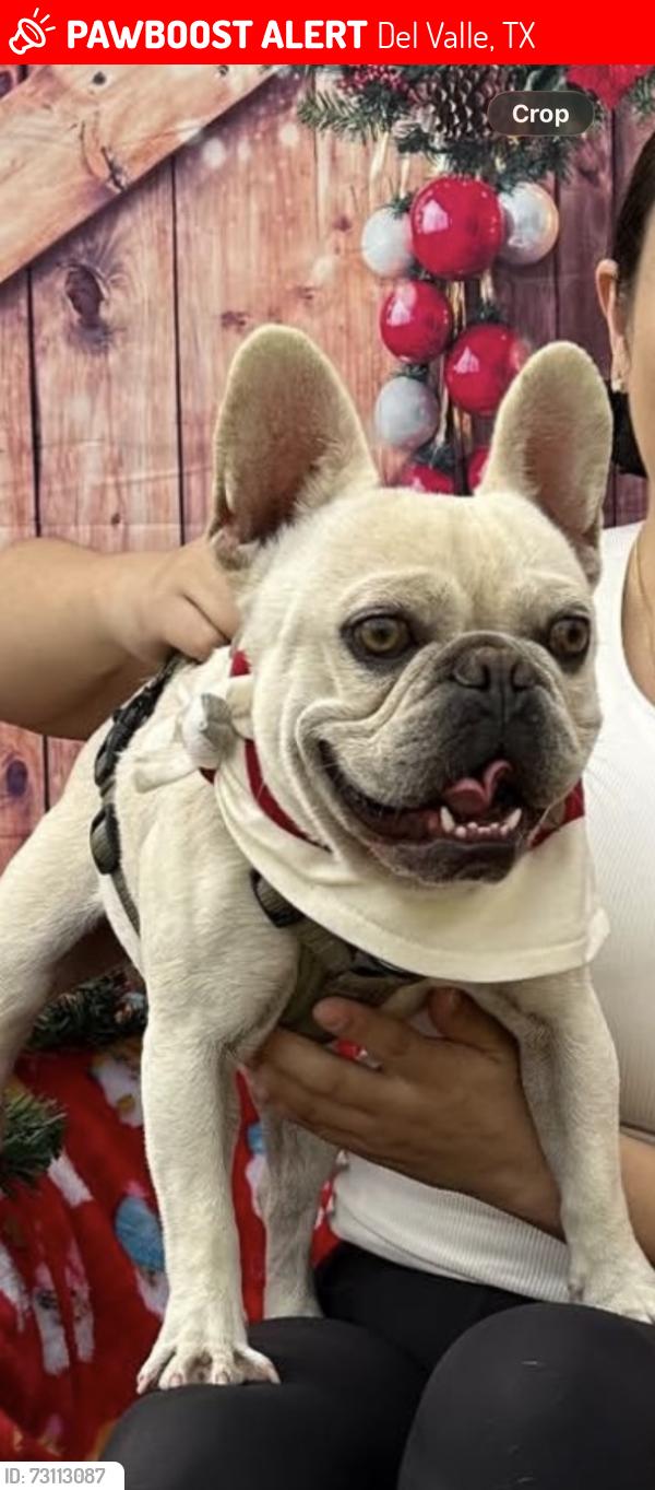 Lost Male Dog last seen Mesa Dr, Del Valle, TX 78617