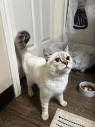 Reunited Female Cat last seen Kruseway commons apmts, Lake Oswego, OR 97035